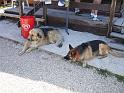 SORTIE AUX MOULIERES 2009 010